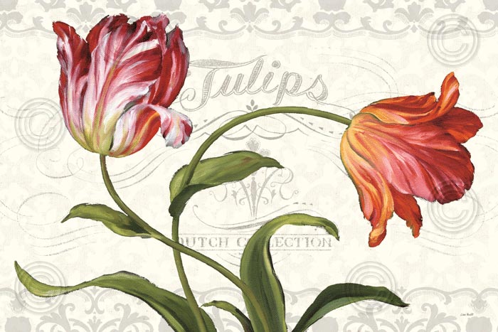 Tulipa Botanica I Cream