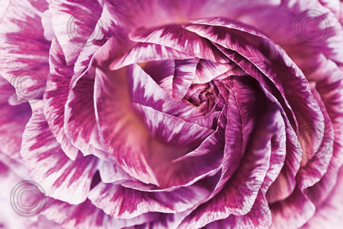 Ranunculus Abstract VI Color